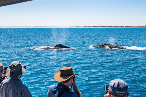 Half-Day Whale Watching Sunset Cruise From Broome - Accommodation Whitsundays 5