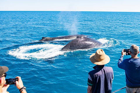 Half-Day Whale Watching Sunset Cruise From Broome - Accommodation Whitsundays 7