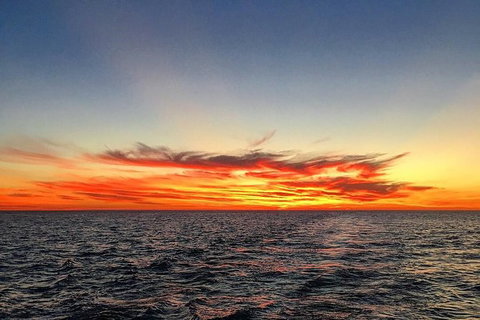 Half-Day Whale Watching Sunset Cruise From Broome - Accommodation Whitsundays 8