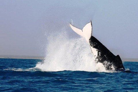 Half-Day Whale Watching Sunset Cruise From Broome - Accommodation Whitsundays 6