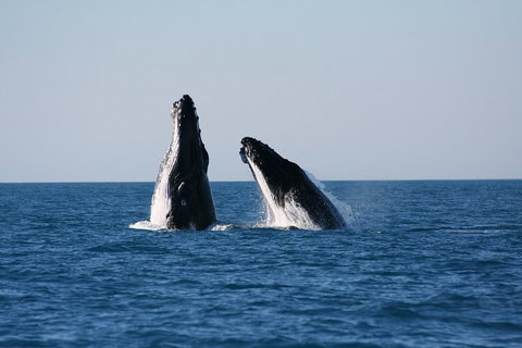 Half-Day Whale Watching Sunset Cruise From Broome - Accommodation Whitsundays 3