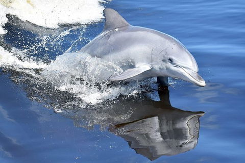 Mandurah Dolphin Island Adventure - Accommodation Whitsundays 14