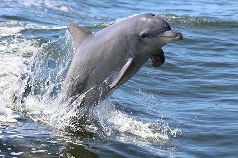 Mandurah Dolphin Island Adventure - Accommodation Whitsundays 11