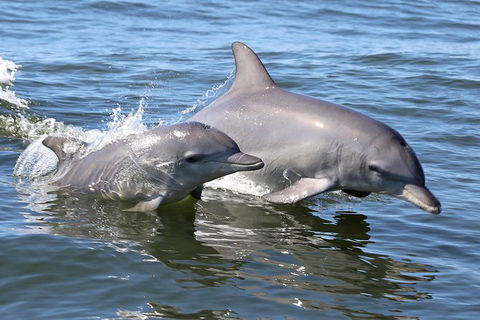 Mandurah Dolphin Island Adventure - Accommodation Whitsundays 6