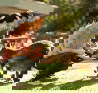 Very Best of Perth Tour - Wildlife Park  City Highlights Tour - Accommodation Whitsundays