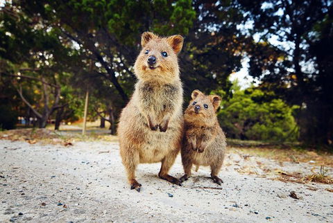 Rottnest Island All-Inclusive Grand Island Tour From Fremantle - Accommodation Whitsundays 0