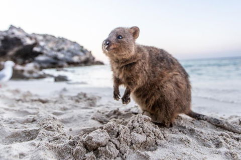 Rottnest Island All-Inclusive Grand Island Tour From Fremantle - Accommodation Whitsundays 3