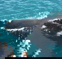 Augusta Whale Watching Eco Tour - Accommodation Whitsundays