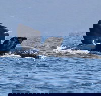 3 Hour Winter Whale Safari May - Oct around King George Sound - Accommodation Whitsundays