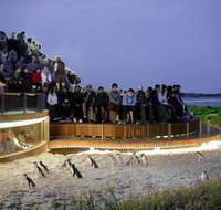 1 Day Private Phillip Island Tour VIP Charter up to 9 People - Accommodation Whitsundays