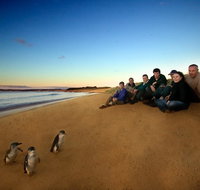 Phillip Island Ultimate Penguin Eco Tour or Skybox Experience - Accommodation Whitsundays