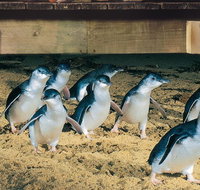 Half Day Phillip Island Penguin Parade PLUS Tour - Accommodation Whitsundays