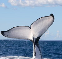 Phillip Island Whale Watching Tour - Accommodation Whitsundays