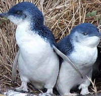 Day Tour of Phillip Island Nature Parks  Penguins - Accommodation Whitsundays