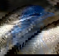 Bonnet Island Experience departing from Strahan - Accommodation Whitsundays