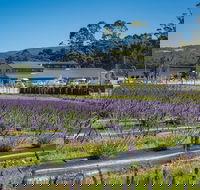 Private Tasman Peninsula Cruise Ship Tour from Port Arthur - Accommodation Whitsundays