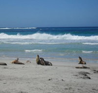 Kangaroo Island in a Day Tour from Adelaide - Accommodation Whitsundays