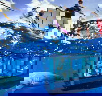 White Shark Tour with Optional Cage Dive from Port Lincoln - Accommodation Whitsundays