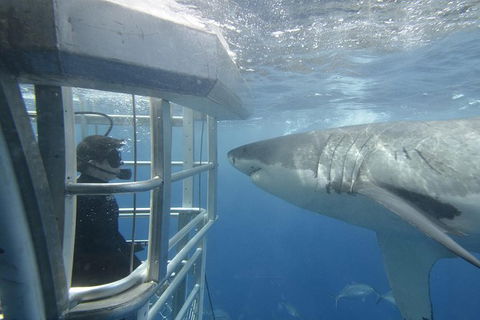White Shark Tour With Optional Cage Dive From Port Lincoln - Accommodation Whitsundays 2