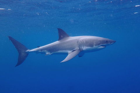 White Shark Tour With Optional Cage Dive From Port Lincoln - Accommodation Whitsundays 5