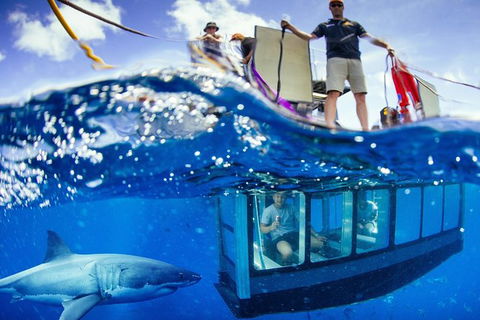 White Shark Tour With Optional Cage Dive From Port Lincoln - Accommodation Whitsundays 3