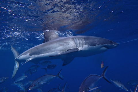 White Shark Tour With Optional Cage Dive From Port Lincoln - Accommodation Whitsundays 6