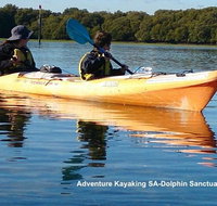 Adelaide Dolphin Sanctuary and Ships Graveyard Kayak Tour - Accommodation Whitsundays