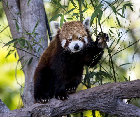 Croc Express To Australia Zoo From Brisbane - Accommodation Whitsundays 5