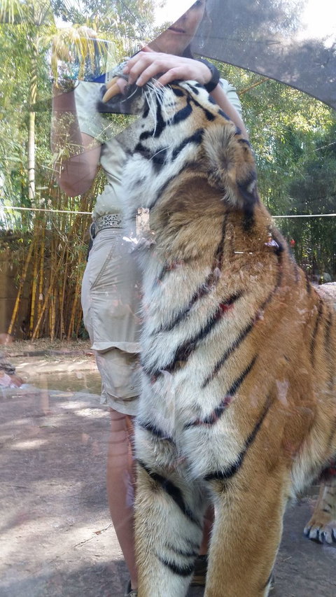 Croc Express To Australia Zoo From Brisbane - Accommodation Whitsundays 4