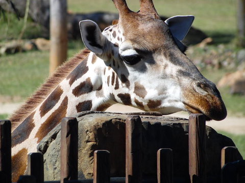 Croc Express To Australia Zoo From Brisbane - Accommodation Whitsundays 2