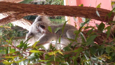 Croc Express To Australia Zoo From Brisbane - Accommodation Whitsundays 3