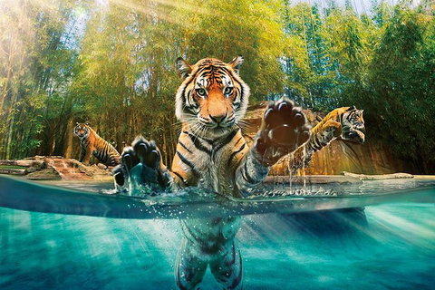 Croc Express To Australia Zoo From Brisbane - Accommodation Whitsundays 11