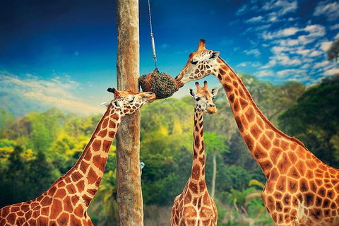 Croc Express To Australia Zoo From Brisbane - Accommodation Whitsundays 8