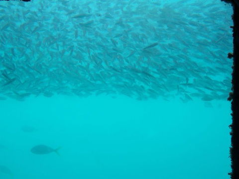 Great Barrier Reef Day Cruise To Reefworld - Accommodation Whitsundays 10