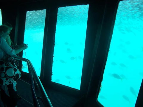 Great Barrier Reef Day Cruise To Reefworld - Accommodation Whitsundays 11