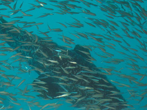 Great Barrier Reef Day Cruise To Reefworld - Accommodation Whitsundays 2