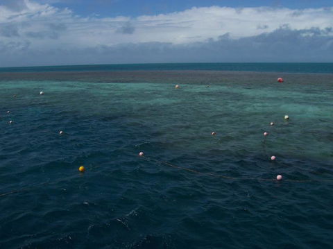 Great Barrier Reef Day Cruise To Reefworld - Accommodation Whitsundays 16