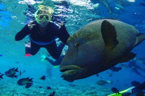 Great Barrier Reef Day Cruise To Reefworld - Accommodation Whitsundays 5