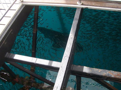 Great Barrier Reef Day Cruise To Reefworld - Accommodation Whitsundays 19