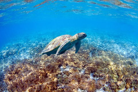 Great Barrier Reef Day Cruise To Reefworld - Accommodation Whitsundays 27