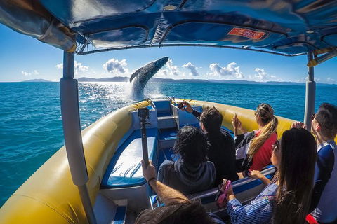 Ocean Rafting Tour To Whitehaven Beach, Hill Inlet Lookout & Top Snorkel Spots - Accommodation Whitsundays 14