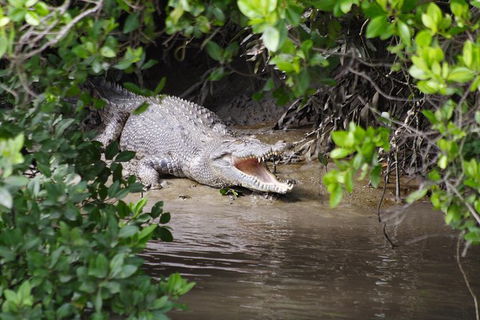 Whitsunday Crocodile Safari Including Lunch - Accommodation Whitsundays 0