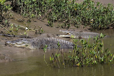Whitsunday Crocodile Safari Including Lunch - Accommodation Whitsundays 8