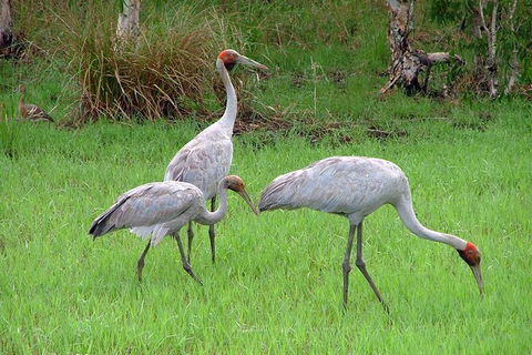 Whitsunday Crocodile Safari Including Lunch - Accommodation Whitsundays 9