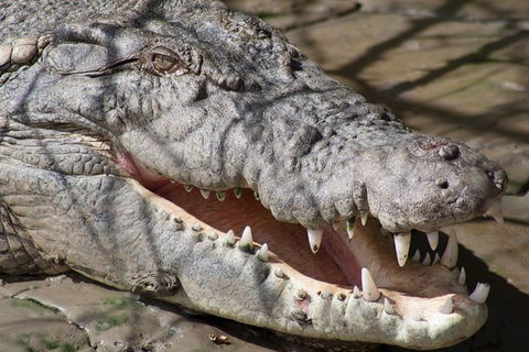 Whitsunday Crocodile Safari Including Lunch - Accommodation Whitsundays 11