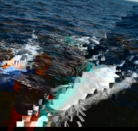 Half-Day Whale Watching and Canal Cruise from Surfers Paradise - Accommodation Whitsundays