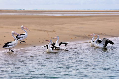 Town Of 1770 Afternoon Cruise - Accommodation Whitsundays 3