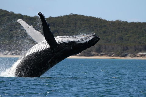 Hervey Bay Ultimate Whale Watching Cruise - Accommodation Whitsundays 0