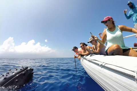 Hervey Bay Ultimate Whale Watching Cruise - Accommodation Whitsundays 1