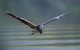 Daintree River Dawn Cruise - thumb 10
